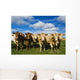 Herd of beef cattle Wall Mural