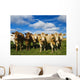 Herd of beef cattle Wall Mural