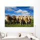 Herd of beef cattle Wall Mural