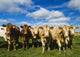 Herd of beef cattle Wall Mural