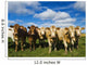 Herd of beef cattle Wall Mural