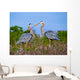 Great Blue Herons Nest Wall Mural