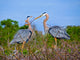 Great Blue Herons Nest Wall Mural