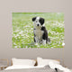 BORDER COLLIE, 2 MONTHS Wall Mural