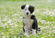 BORDER COLLIE, 2 MONTHS Wall Mural