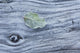 Frost covered log and leaf along mackenzie beach at sunrise;Tofino Wall Mural