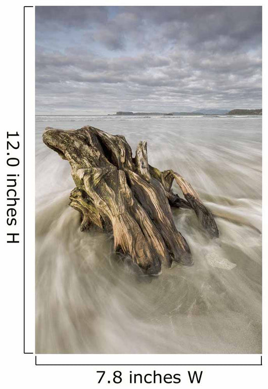 The tide coming in and flowing around a sunken piece of driftwood Wall Mural
