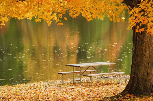A picnic table beside a tranquil lake with golden leaves on the trees Wall Mural