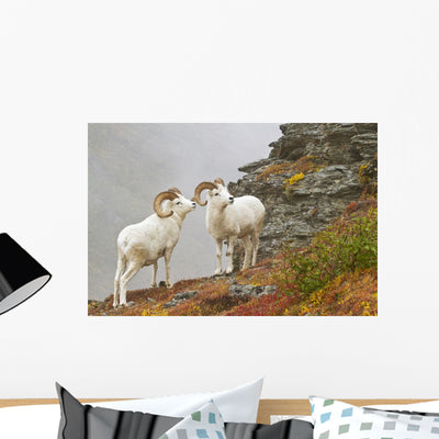 Dall's Sheep Rams Standing Wall Mural shown on a wall