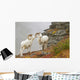 Dall's sheep rams standing by rock outcrop Wall Mural