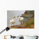 Dall's sheep rams standing by rock outcrop Wall Mural