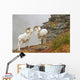Dall's sheep rams standing by rock outcrop Wall Mural