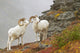 Dall's sheep rams standing by rock outcrop Wall Mural
