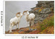 Dall's sheep rams standing by rock outcrop Wall Mural