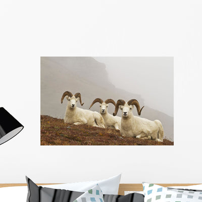 Dall's Sheep Rams Resting Wall Mural shown on a wall