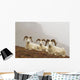Dall's sheep rams resting on rocky ridge Wall Mural