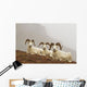 Dall's sheep rams resting on rocky ridge Wall Mural