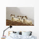 Dall's sheep rams resting on rocky ridge Wall Mural