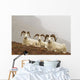 Dall's sheep rams resting on rocky ridge Wall Mural