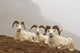 Dall's sheep rams resting on rocky ridge Wall Mural