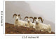 Dall's sheep rams resting on rocky ridge Wall Mural
