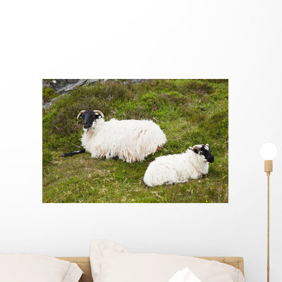 Sheep Laying Grass Bogroad Wall Mural shown on a wall
