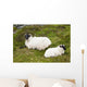 Sheep laying on the grass;Bogroad, county galway, ireland Wall Mural