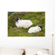 Sheep laying on the grass;Bogroad, county galway, ireland Wall Mural