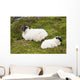 Sheep laying on the grass;Bogroad, county galway, ireland Wall Mural