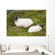 Sheep laying on the grass;Bogroad, county galway, ireland Wall Mural