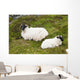 Sheep laying on the grass;Bogroad, county galway, ireland Wall Mural