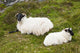 Sheep laying on the grass;Bogroad, county galway, ireland Wall Mural