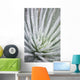 Close Up Of Water Droplets On A Silversword Plant Wall Mural