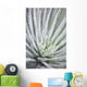 Close Up Of Water Droplets On A Silversword Plant Wall Mural