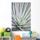 Close Up Of Water Droplets On A Silversword Plant Wall Mural