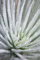 Close Up Of Water Droplets On A Silversword Plant Wall Mural