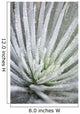 Close Up Of Water Droplets On A Silversword Plant Wall Mural