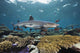 Fiji, Beqa Lagoon, Whitetip Reef Shark Wall Mural