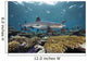 Fiji, Beqa Lagoon, Whitetip Reef Shark Wall Mural