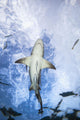 Grand Bahamas, West End, Lemon Shark Underwater With Remoras Wall Mural