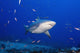 Fiji, Bequ Lagoon, Bull Shark Wall Mural