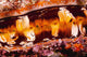 Or Thorny Oyster Shell A Bivalve Mollusk That Varies In Color Wall Mural