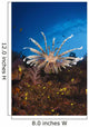 Fiji, Lionfish Wall Mural