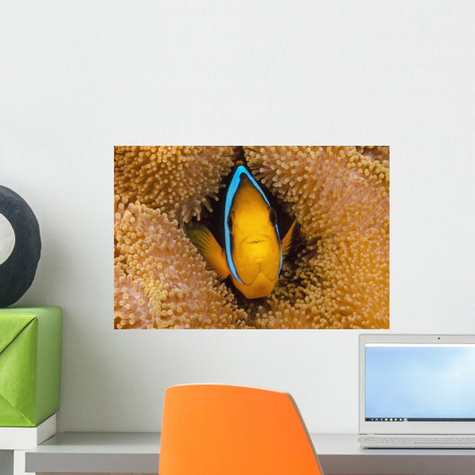 Fiji, Orange Fin Anemonefish Hiding In Its Host Anemone Wall Mural