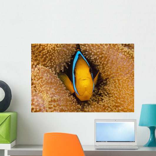 Fiji, Orange Fin Anemonefish Hiding In Its Host Anemone Wall Mural