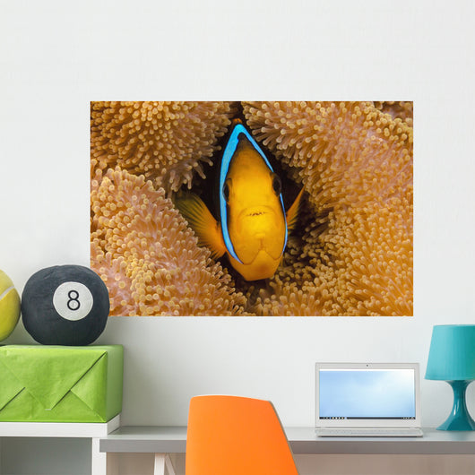 Fiji, Orange Fin Anemonefish Hiding In Its Host Anemone Wall Mural