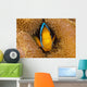 Fiji, Orange Fin Anemonefish Hiding In Its Host Anemone Wall Mural