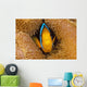 Fiji, Orange Fin Anemonefish Hiding In Its Host Anemone Wall Mural