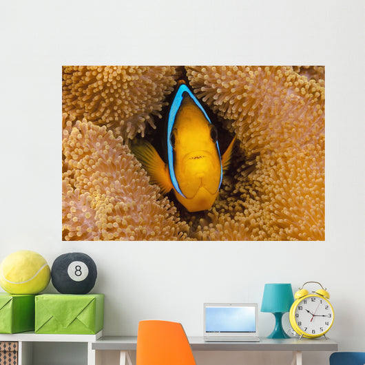 Fiji, Orange Fin Anemonefish Hiding In Its Host Anemone Wall Mural