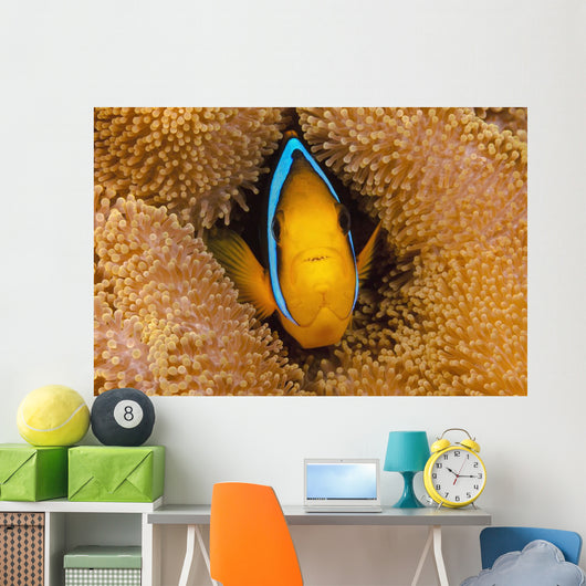 Fiji, Orange Fin Anemonefish Hiding In Its Host Anemone Wall Mural